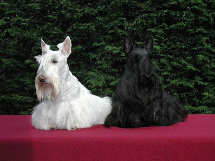 Choosing the Perfect Scottish Terrier Color for Your Family-Wheaten, Black or Brindle.